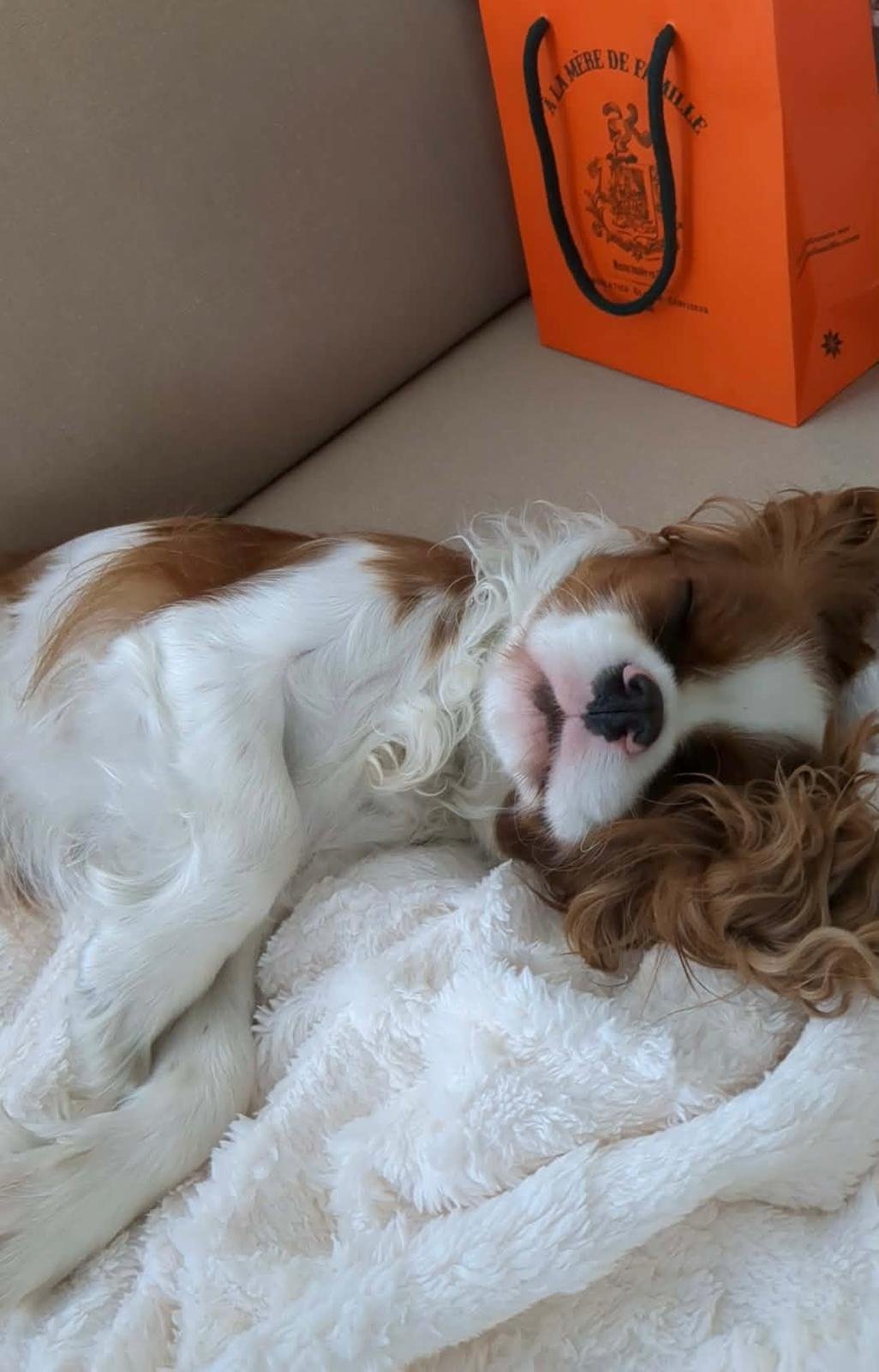 Atarax la chienne cavalier king charles endormie sur un plaid blanc