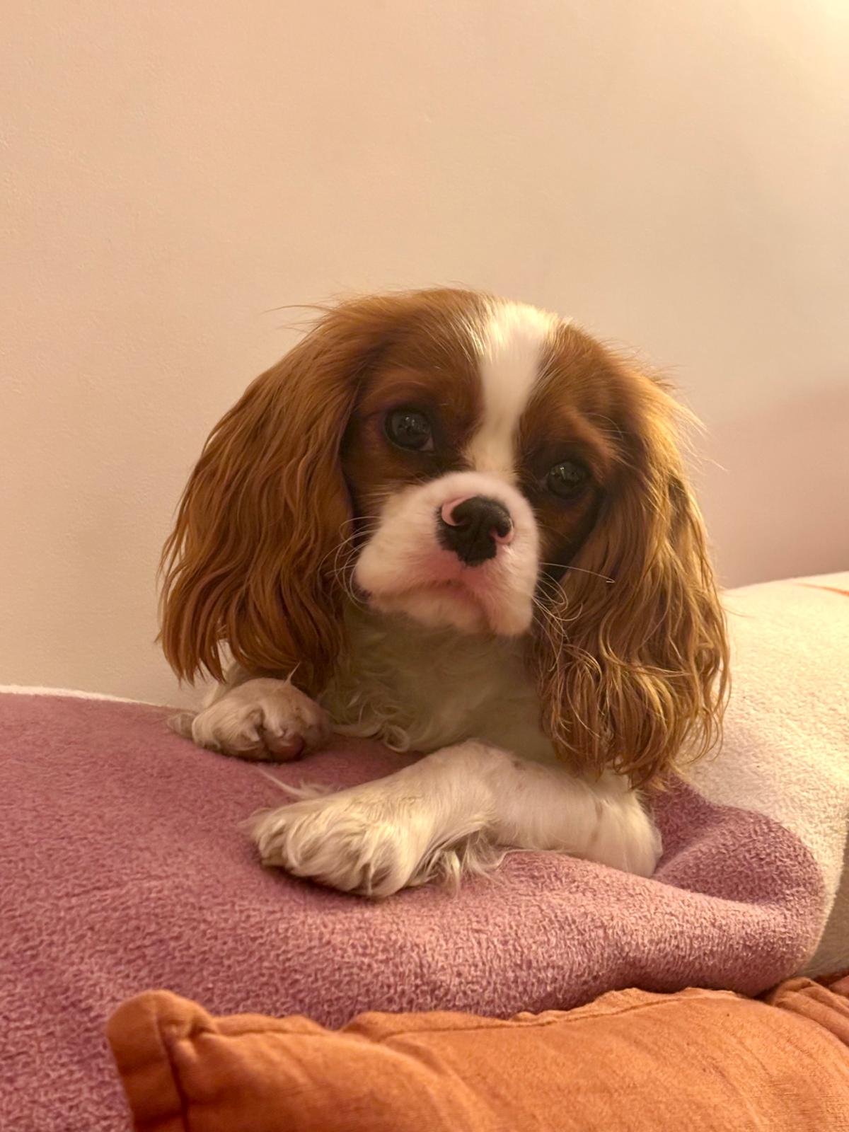 Atarax la chienne cavalier king charles, posée sur un plaid rose