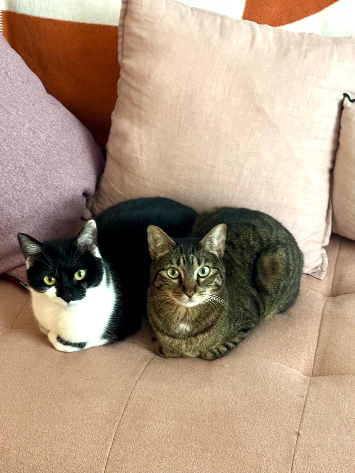 Opium et Témesta - les chattes du cabinet sur le canapé saumon